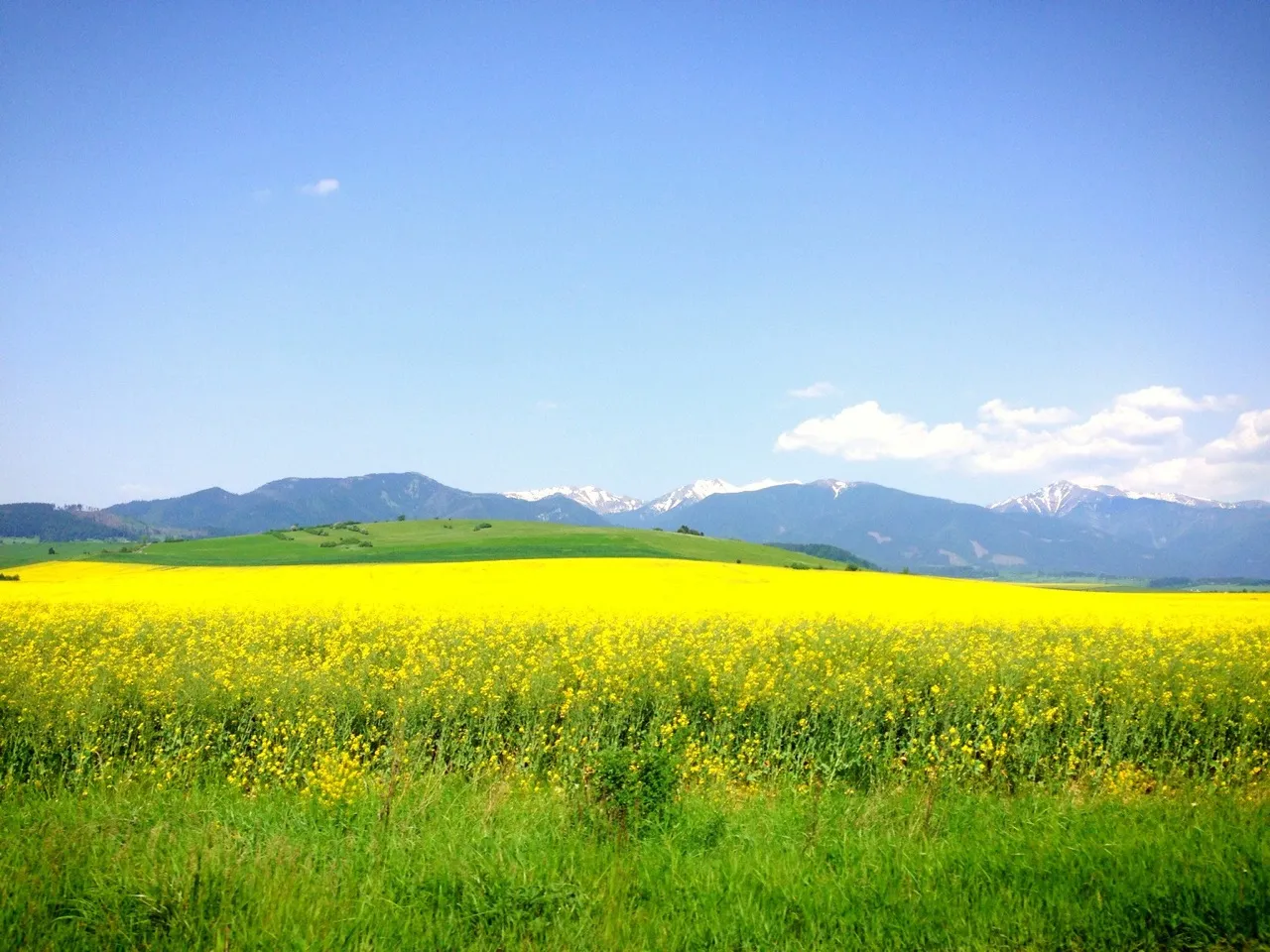 A yellow rapeseed field below the Tatra mountains in Slovakia